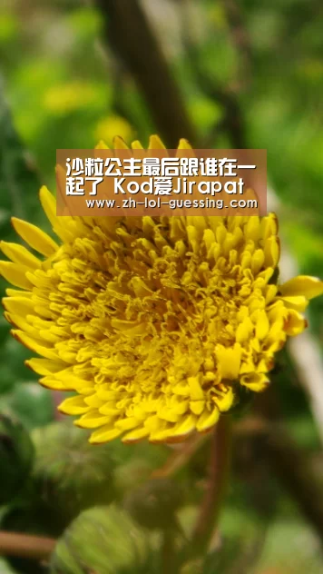 沙粒公主最后跟谁在一起了 Kod爱Jirapat还是Kirakorn: LOL全球总决赛下注官方网站(图4) LOL全球总决赛下注官方网站