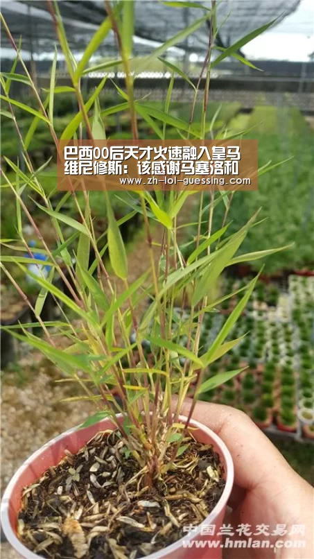 巴西00后天才火速融入皇马 维尼修斯:该感谢马塞洛和卡塞米罗- LOL全球总决赛下注官方网站(图2) 英雄联盟竞猜大厅